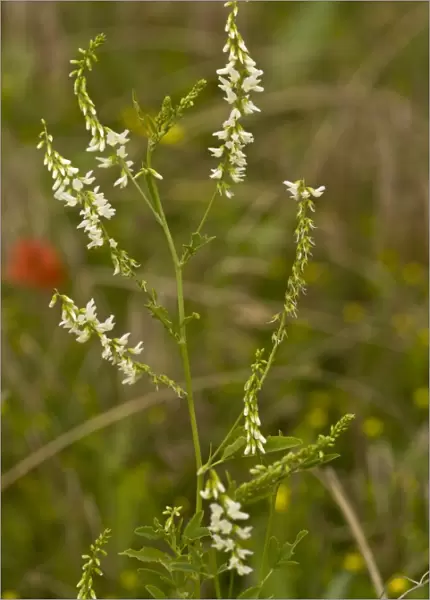 White Melilot (Melilotus alba) flowering, growing in arable field, Ranscombe Farm Nature Reserve, Kent, England, July