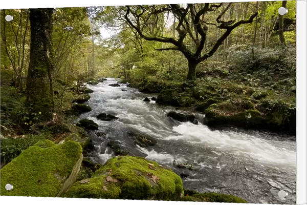 Rapids on river flowing through woodland habitat, River West Lyn, Brendon, Exmoor N. P. Devon, England, November