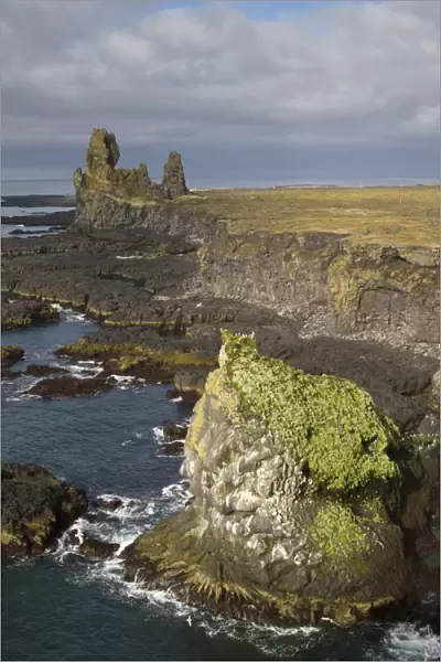 View of lava cliffs and coastline, with Black-legged Kittiwake (Rissa tridactyla) nesting colony, near Hellnar