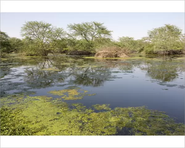 View of lake habitat, Keoladeo Ghana N. P. (Bharatpur), Rajasthan, India, March