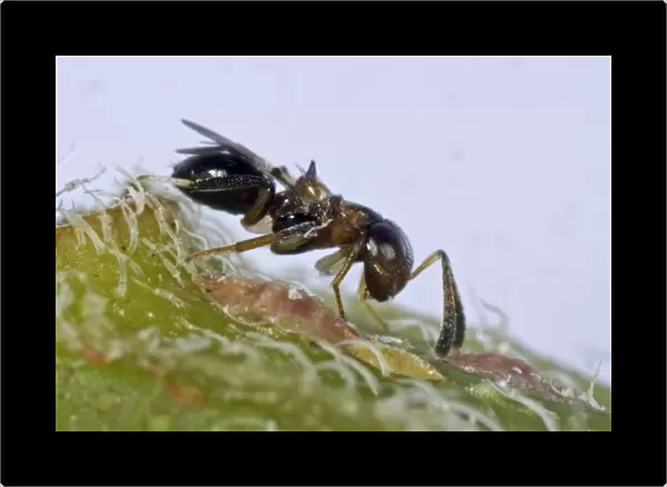 Parasitoid wasp, Encyrtus infelix, commercial biological control parasitoid with scale insect host pests in protected