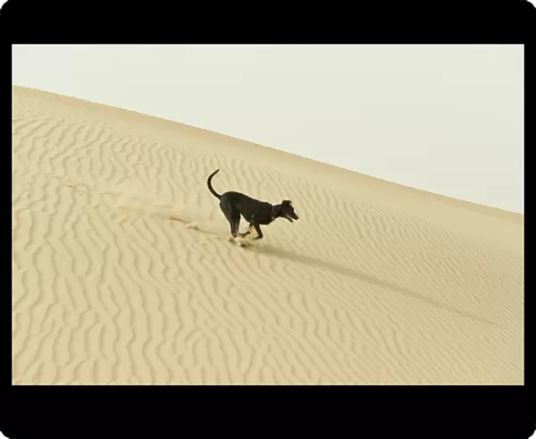 Domestic Dog, mongel (Saluki crossbreed), typical desert dog adult, running on sand dunes in desert, Abu Dhabi