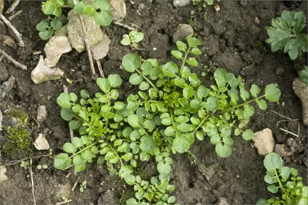 Young plants of hairy bittercress, Cardamine hirsuta, on soil