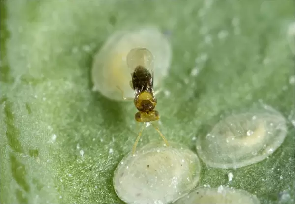 An adult parasitoid wasp, Encarsia tricolor, laying eggs, ovipositing in larval scales of cabbage whitefly