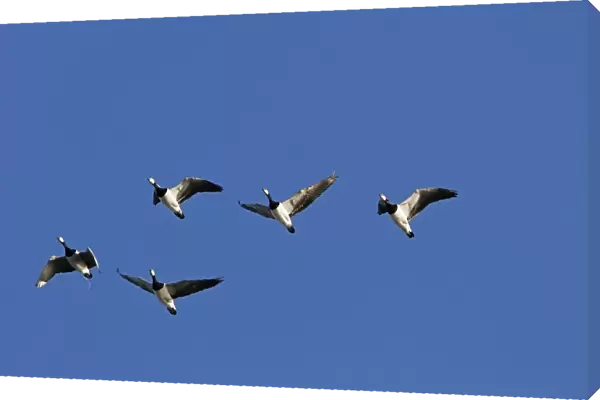 Flying Barnacle Geese on Islay Scotland