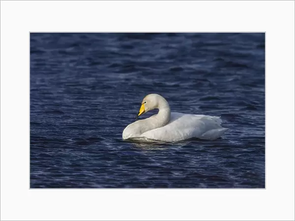 Whooper Swan swimming on Ardnave Loch on Islay Scotland