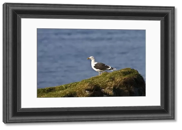 Great Black backed Gull - early spring on the Isle of Jura