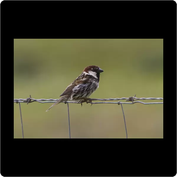 Spanish Sparrow male on barbed wire fence - Extremadura Spain