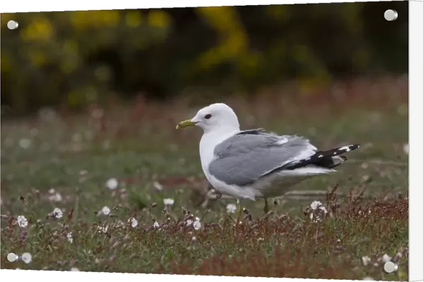 Common Gull in breeding plumage on Havergate Island Suffolk