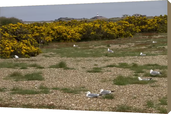Common Gulls nesting on Havergate Island Suffolk, with gorse bushes and the old atomic research buildings on Orford