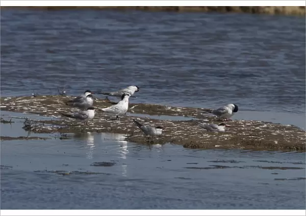 One Sandwich Tern with a group of adult Common Terns. Havergate Island Marsh, Suffolk