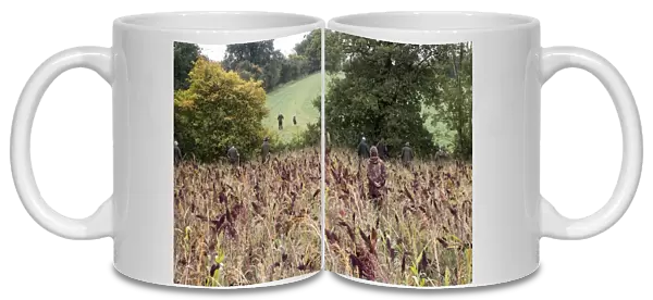 Beaters walking through Millet game crop and cover to flush Pheasants towards the guns