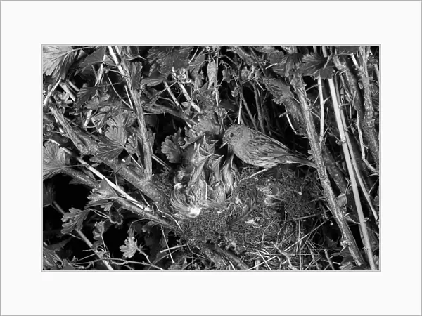 Dunnock or Hedge Sparrow at nest - Eyke, Suffolk. Taken by Eric Hosking in 1949