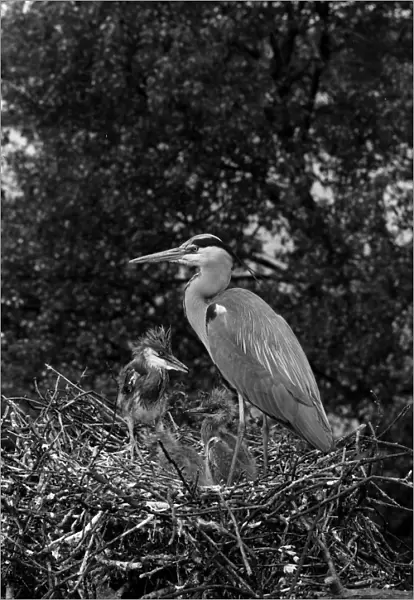 Grey Heron at nest Walthamstow No 5 Reservoir. Taken by Eric Hosking in 1951