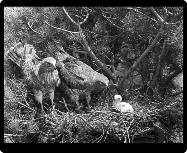 Short toed Eagles at nest - Coto Donana, Spain, 1957