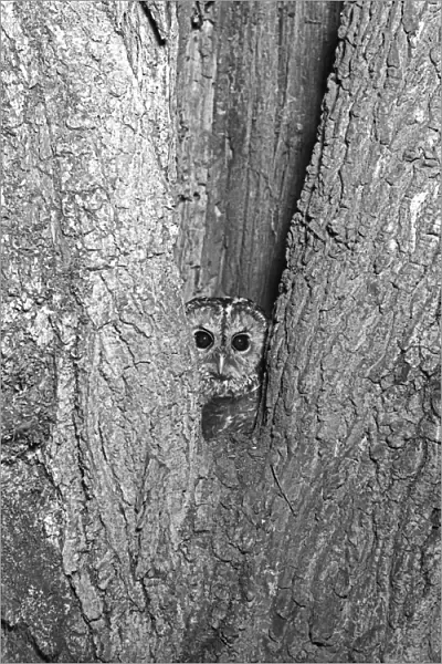 Tawny Owl at nest hole, Doldowlod 1937