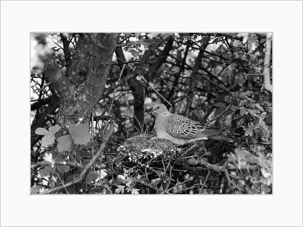 Turtle Dove - Hickling 1944