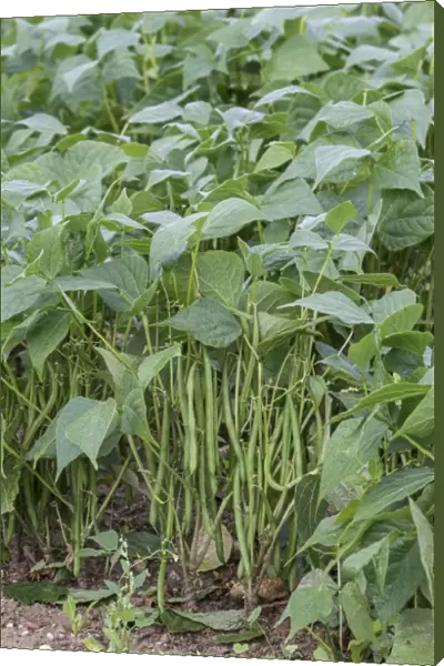 French Bean (Phaseolus vulgaris) crop, pods growing in field, near Pouzay, Indre-et-Loire, Central France, September