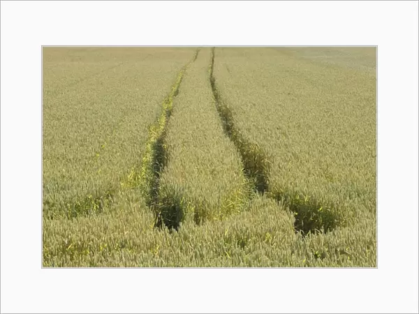 Wheat (Triticum aestivum) crop, unripe field with tramlines, Sweden