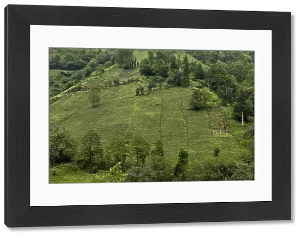 Tea (Camellia sinensis) crop, plantation on steep slope, Firtina Valley, Pontic Mountains, Anatolia, Turkey, July