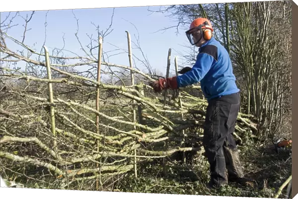 Hedgelayer at work, traditional hedgelaying in Midland Style, Stowe, Buckinghamshire, England, January