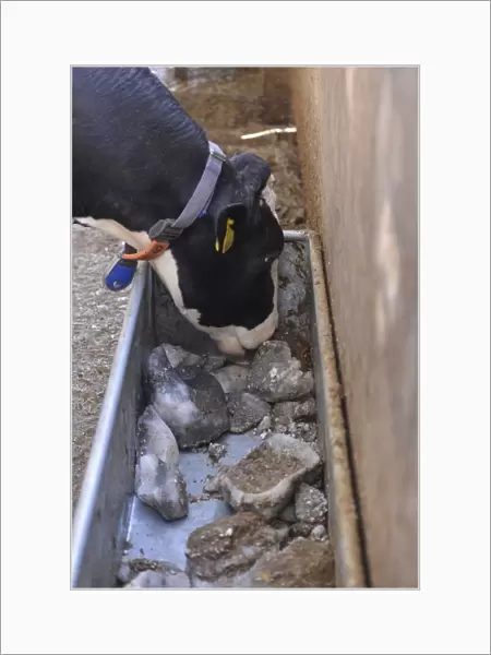 Dairy farming, Holstein dairy cow, wearing collar, close-up of head, licking mineral block from trough in wooden
