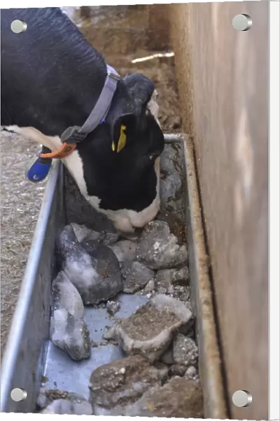 Dairy farming, Holstein dairy cow, wearing collar, close-up of head, licking mineral block from trough in wooden