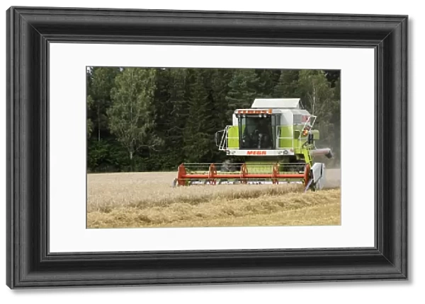 Cls Mega combine harvester, harvesting Barley (Hordeum vulgare) crop, Sweden