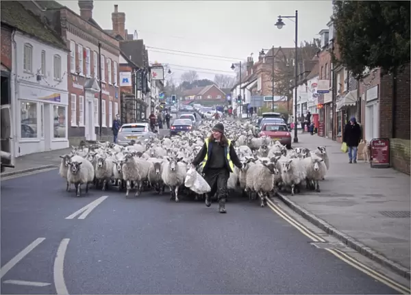 Sheep farming, shepherd leading flock of crossbred mule ewes down town high street, returning back to farm for lambing