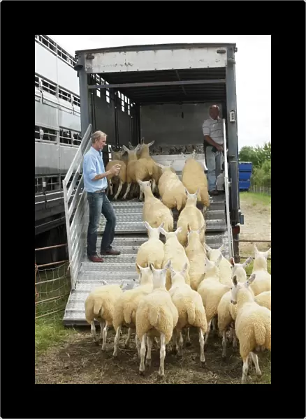 Sheep farming, farmer counting and loading sheep into livestock trailer at sale, Thame Sheep Fair, Oxfordshire
