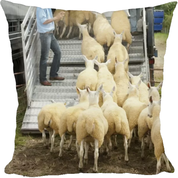 Sheep farming, farmer counting and loading sheep into livestock trailer at sale, Thame Sheep Fair, Oxfordshire