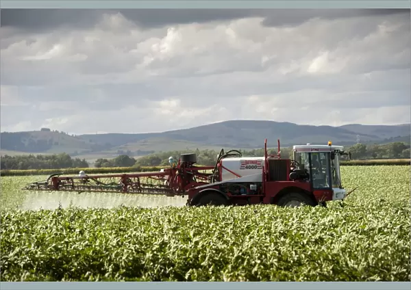 Spraying Potato (Solanum tuberosum) crop with Bateman 4000 self-propelled sprayer, Scotland, August