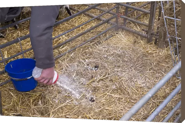 Sheep farming, sprinkling lime on lambing pen to keep down infections in lambing shed, Lancashire, England, April