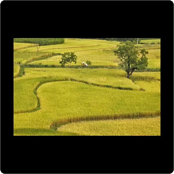 Pattern in rice fields, near Hongcun, China
