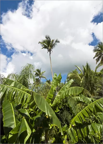 Banana and palm trees, Antigua, West Indies, Caribbean, Central America