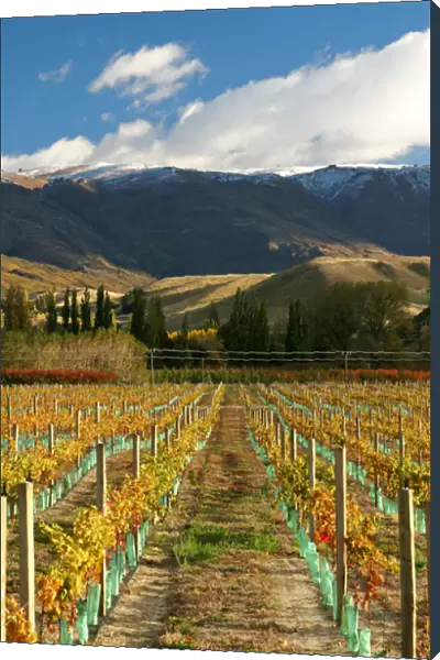 Vineyard and Pisa Range, Cromwell, Central Otago, South Island, New Zealand