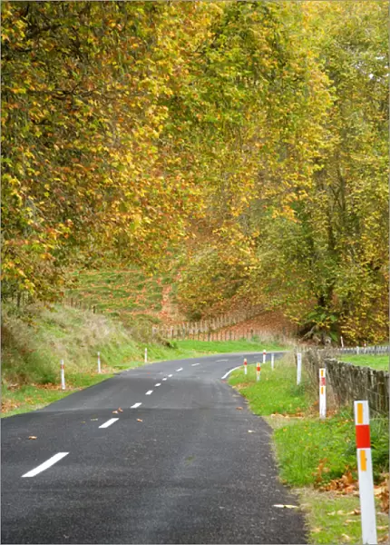 Autumn Colour and Road, Tokirima, King Country, North Island, New Zealand