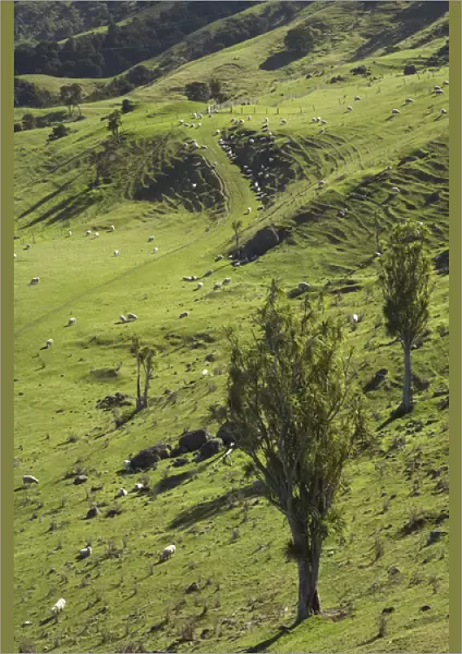 Sheep and Cabbage Trees, Esk Valley, near Napier, Hawkes Bay, North Island, New Zealand