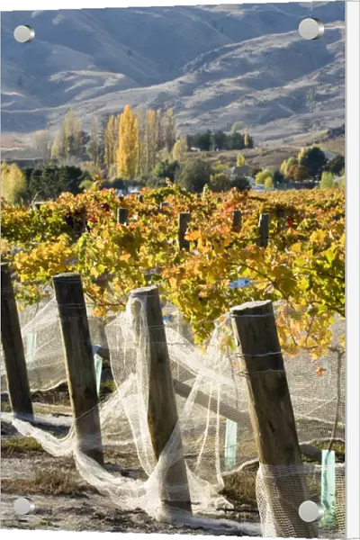 Domain Road Vineyard in Autumn, Bannockburn, Central Otago, South Island, New Zealand