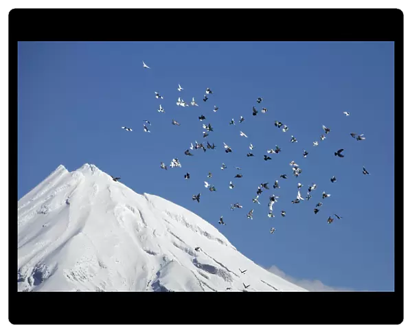 Pigeons and Mt Taranaki  /  Mt Egmont, Taranaki, North Island, New Zealand