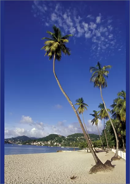 CARIBBEAN, Grenada Palm trees lining the beach