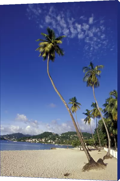 CARIBBEAN, Grenada Palm trees lining the beach