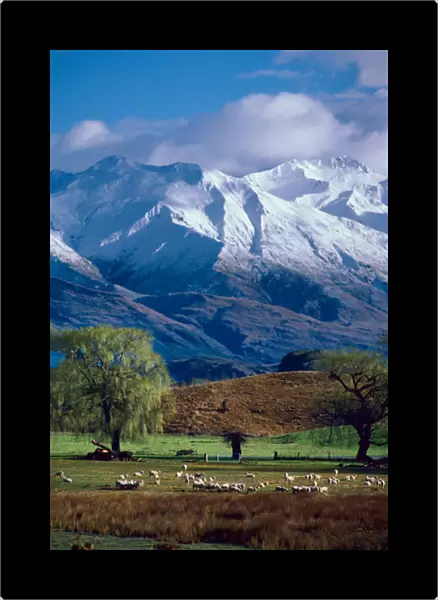 Sheep graze beneath the snow-capped Harris Mountains near the town of Wanaka on the