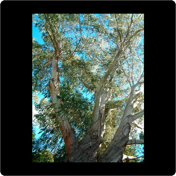 01. NZ, Christchurch. Botanical Garden. Eucalyptus tree
