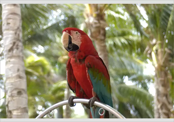 01. Aruba, Palm Beach, parrot at Radisson Resort