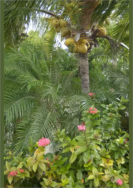 01. Aruba, Renaissance Island, Coconut tree