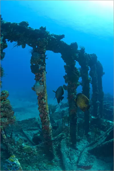 Pair of French Angelfish, Wreck of the RMS Rhone, iron-hulled steam sailing vessel