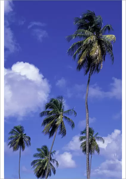 Caribbean, Grenada. Coconut palms swaying in the breeze