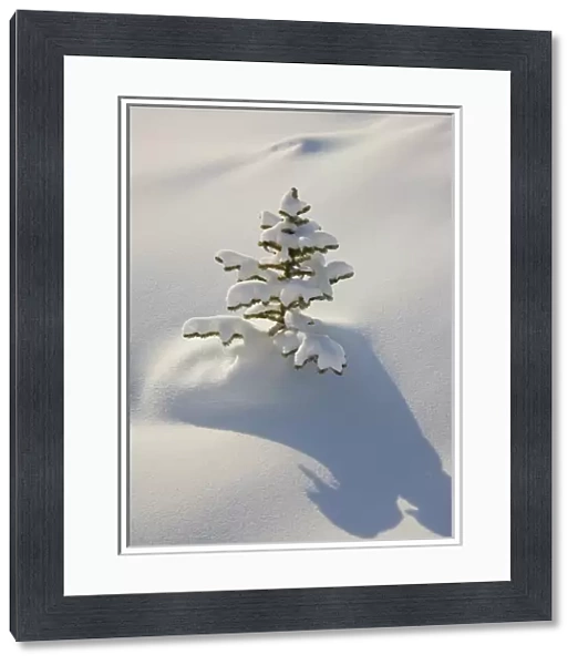 Canada, Alberta, Jasper National Park. A young tree covered with fresh coating of snow