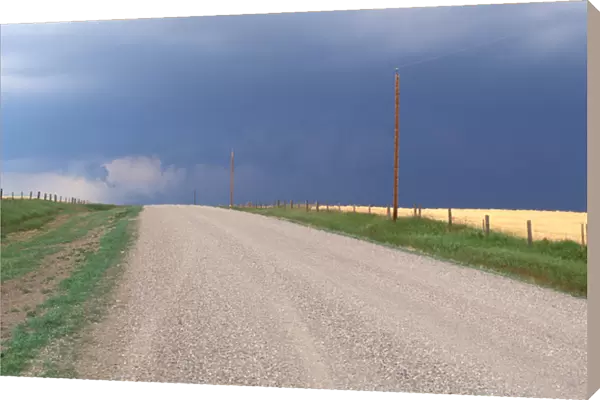 North America, Canada, Alberta, Twin Butte Region. Wheat fields in rain storm